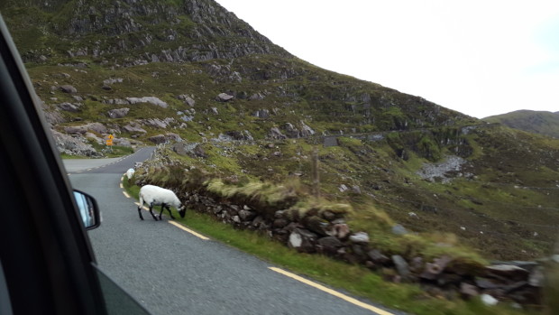 Oh, did I not mention the road was also covered in livestock?
